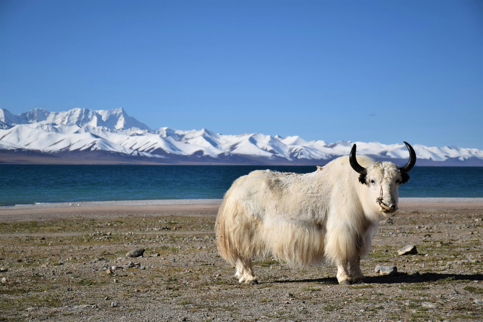 Tibet
