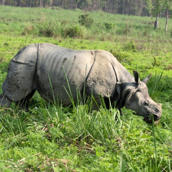 One horned Rhino in Chitwan National Park