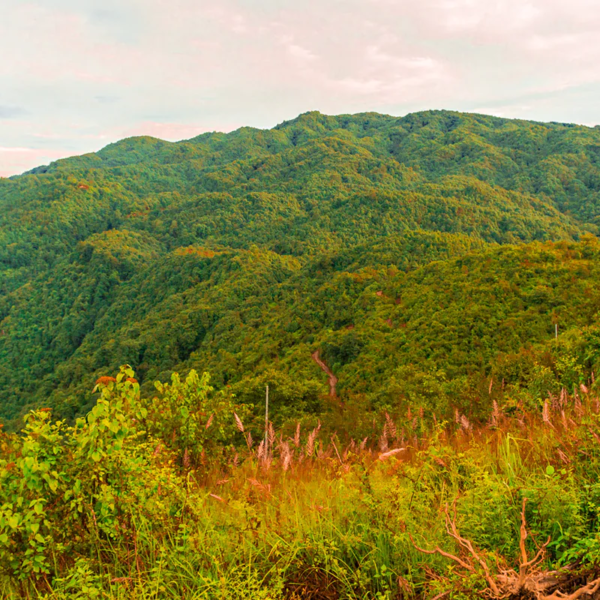 Shivapuri Peak Hike