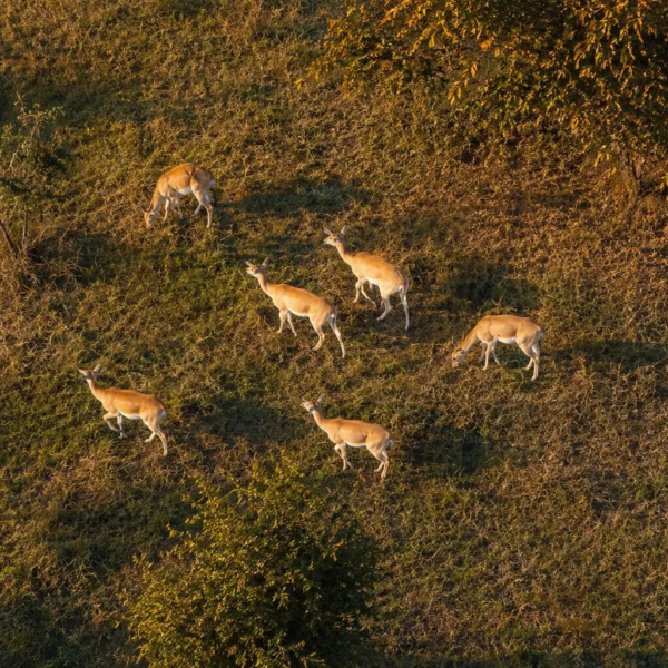 Shuklaphanta National Park tour